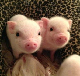 全國驚現(xiàn)首個(gè)豬價(jià)破 12 省份，羊價(jià)走勢(shì)或緊隨其后