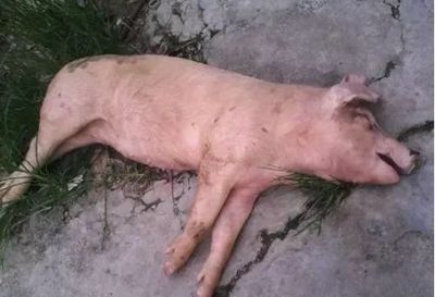 豬只突發無征兆死亡的可能病因分析與防控建議